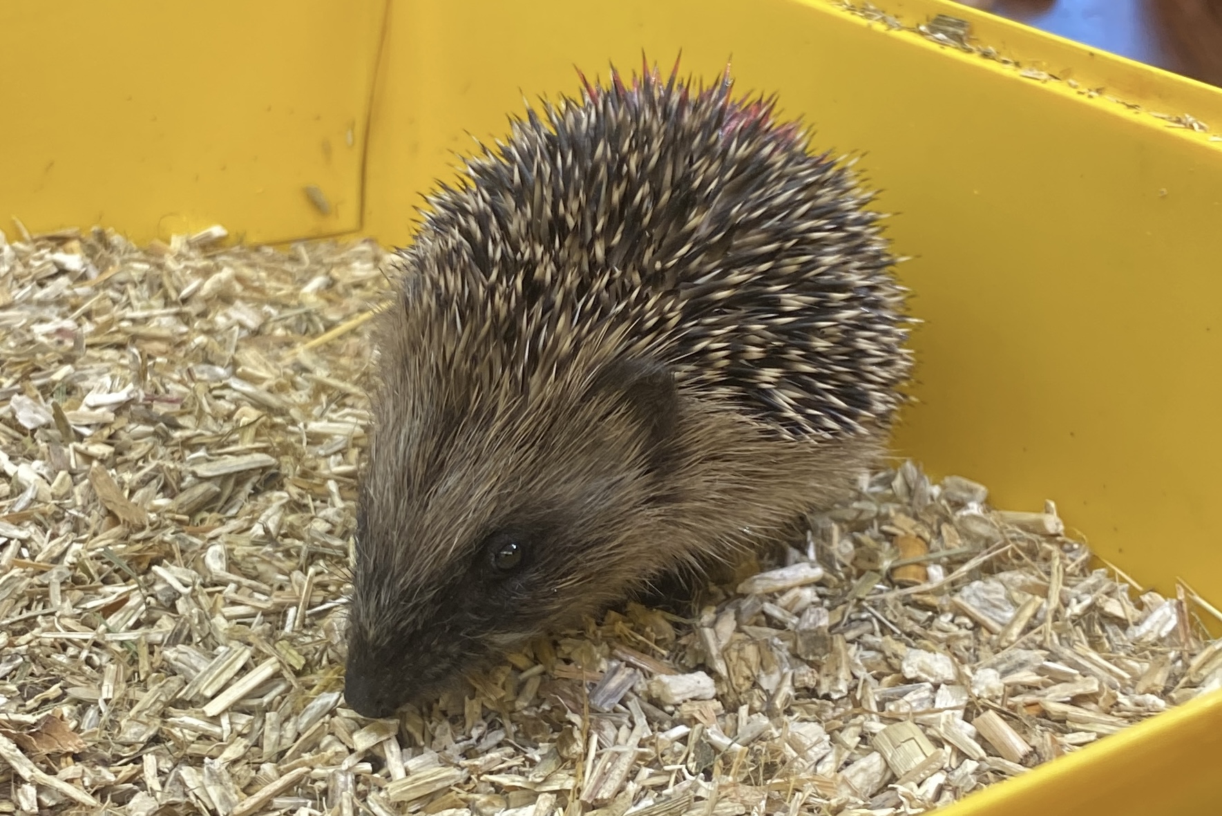 Igelbaby%20in%20der%20Kiste